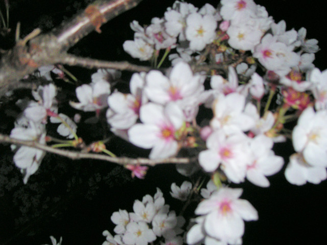 Pict0014
